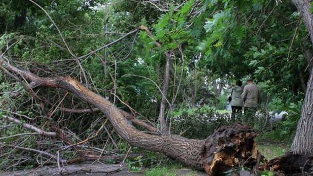 На Прикарпатье в результате непогоды дерево упало на восьмилетнего мальчика