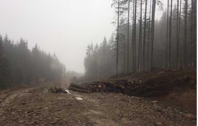 Тотальная вырубка Карпат продолжается. Запрет Президента лесорубам нипочем