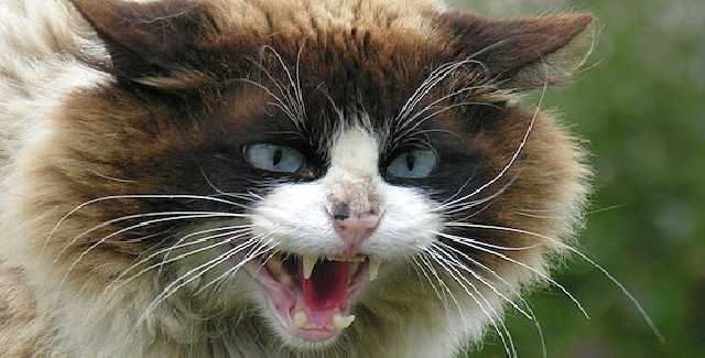 Киев поразила новая вспышка бешенства: стали известны подробности