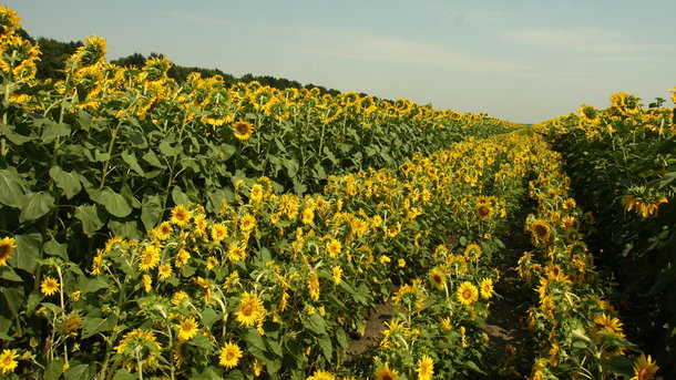 Жизнь Украины за три квартала: почему растут цены