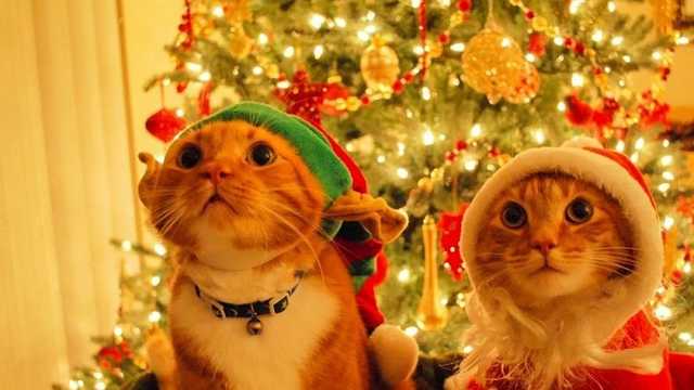 Будет ли в Украине два Рождества: как перекроят календарь праздников