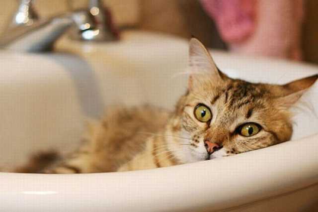 "Киевводоканал" снова оставит без воды часть киевлян