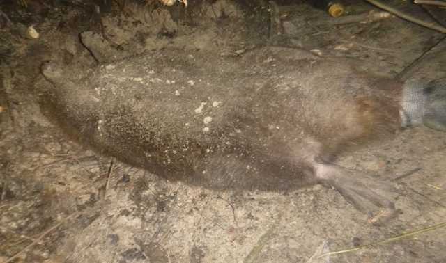 Под Киевом из-за браконьеров в муках погиб бобер