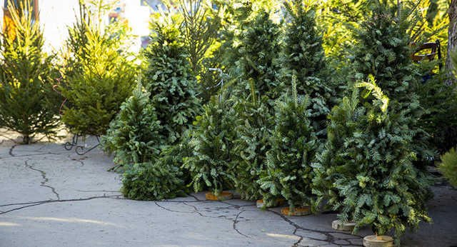 В Украине началась продажа новогодних елок. Цены пока невысокие