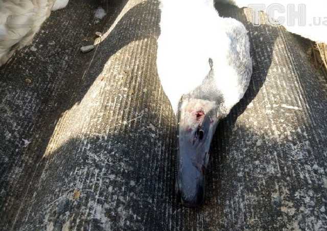 На Сумщині невідомі жорстоко розстріляли лебедів на озері