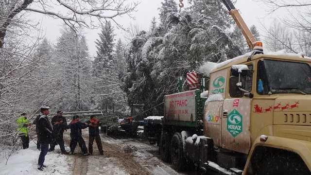 Из-за снегопада в Киев не довезли главную елку Украины