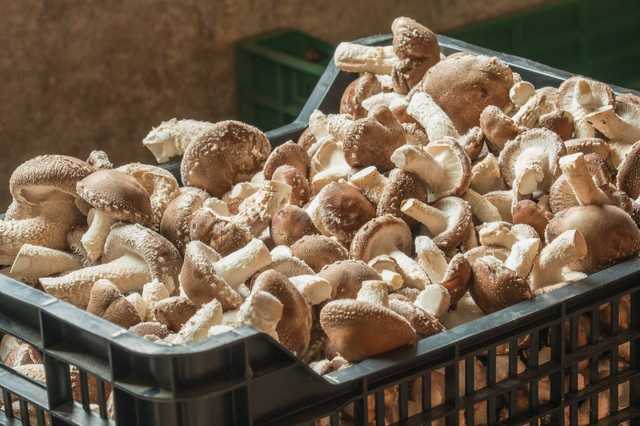 Под Киевом семья выращивает экзотические азиатские грибы