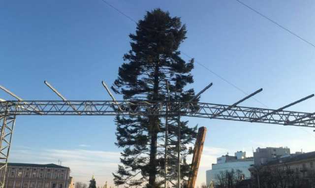 Лысая елка в Киеве: стала известна причина