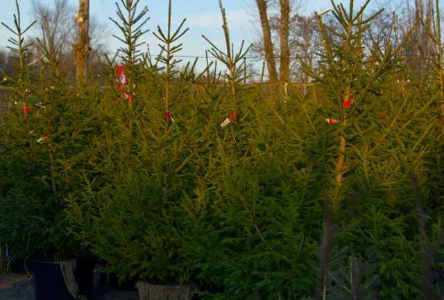 Гослесагентство разработало приложение для проверки елок