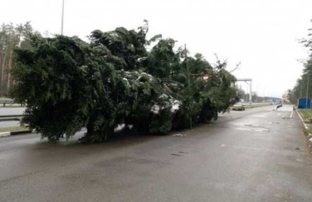 Сьогодні в Києві засвітять головну ялинку країни