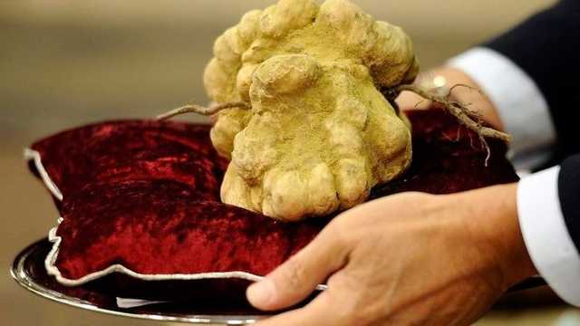 Трюфели и буйволы: семья беглого Януковича развела в России бурную деятельность