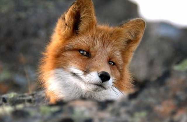 Фотофакт: Запорожцы выгуливают на улице странных животных