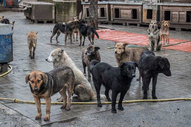Живодеры расстреливают собак в Киеве: приют для животных SOS просит власть их услышать