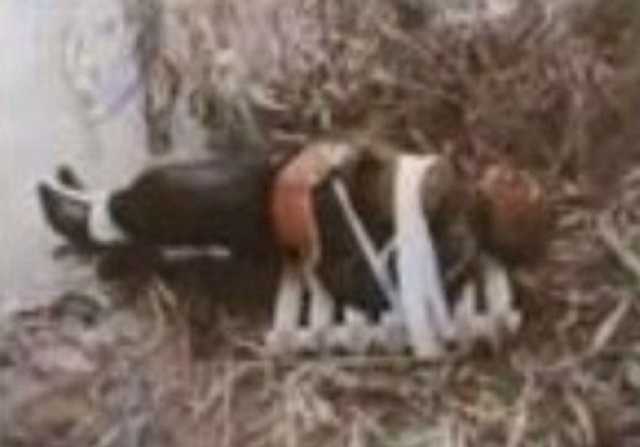 Сын Демишкана, сын Луценко, племянник судьи. Или кое-что о «кумовской системе»