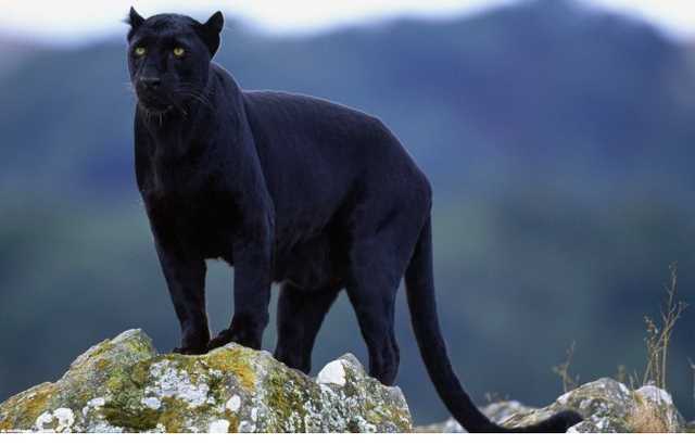 "Сам виноват": в России пантера загрызла украинца