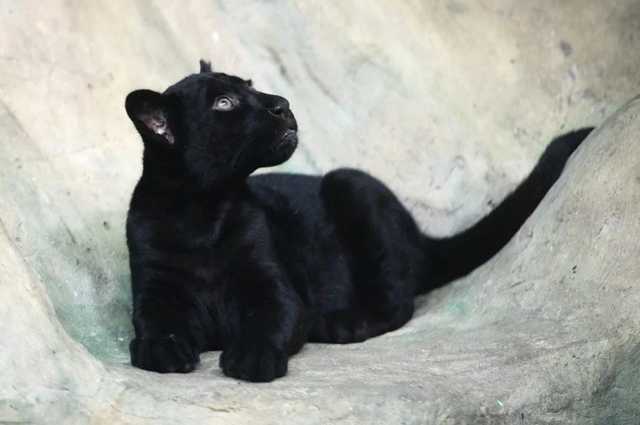 Появилось фото украинца, которого растерзали в доме миллионера под Москвой