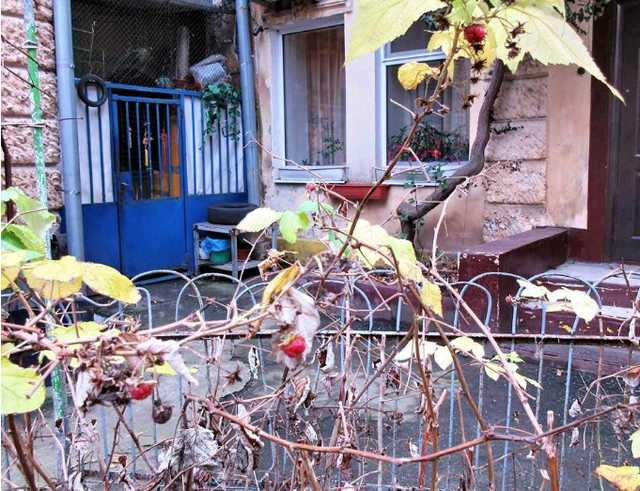 В Одессе в первые дни нового года созрела малина