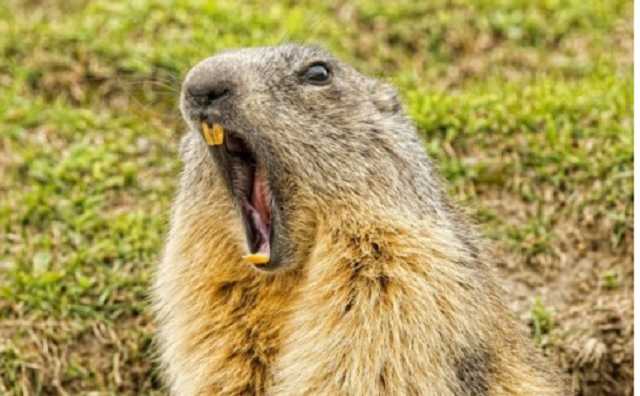 В Николаевском зоопарке из-за аномально теплой зимы сурки вышли из спячки