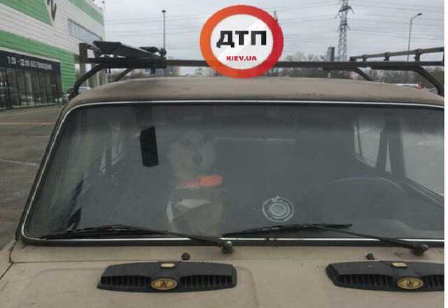 В Киеве хаски второй день сидит в закрытой машине