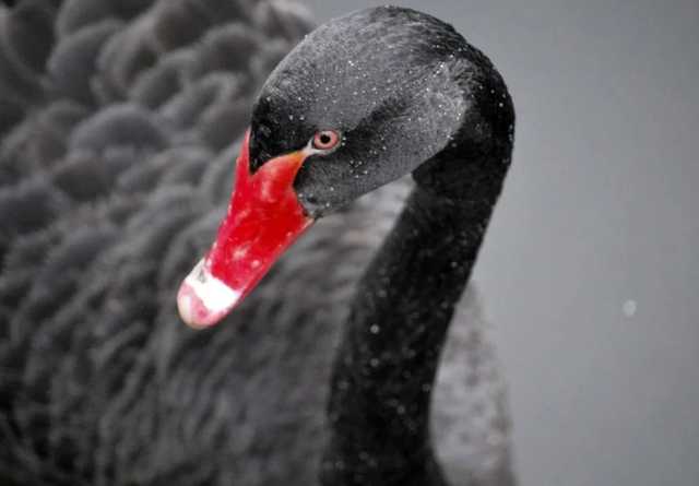 Это худший сценарий: почему в АП боятся «черных лебедей»