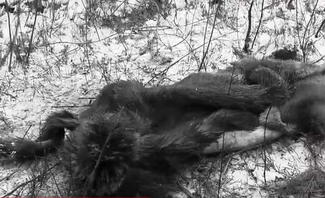 На Киевщине убили беременную самку лося