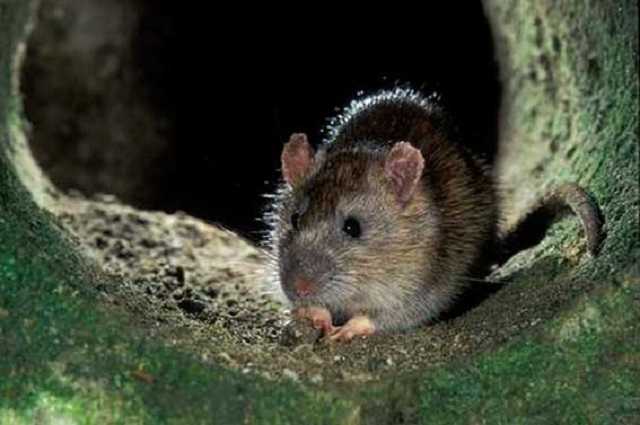 По вулицям Парижа бігають зграї щурів