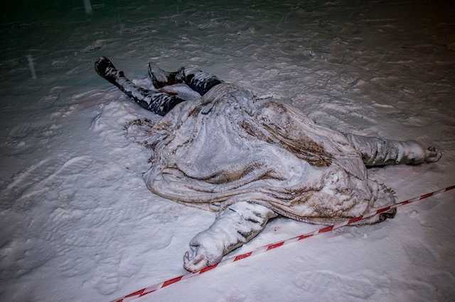 Под Киевом на сельской дороге автомобиль сбил насмерть пешехода