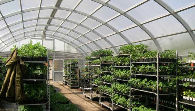 Жителей «ЛНР» заманивают в тепличное «рабство»