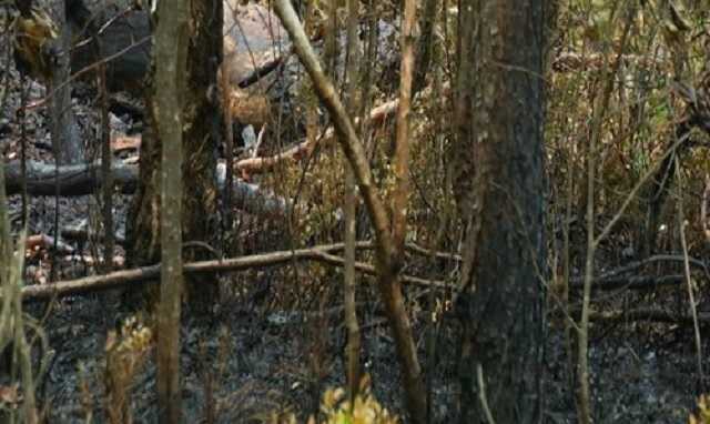 Родственника бывшего вице-премьера лишили 19 гектаров леса под Киевом