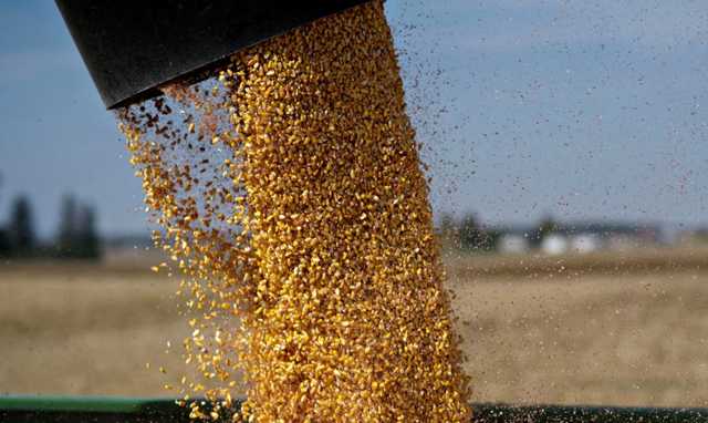 Украинская кукуруза вытесняет американскую на рынке Китая