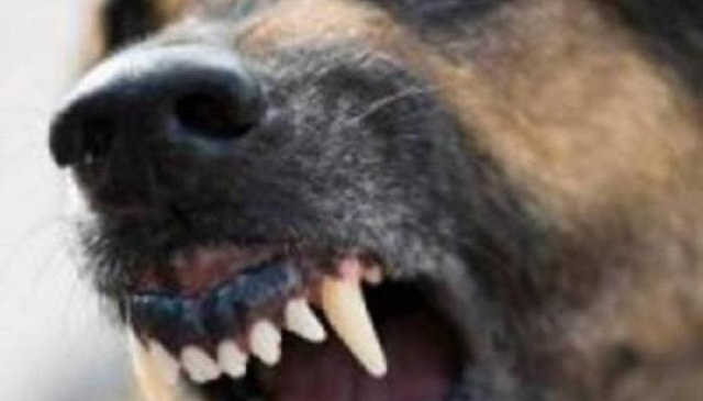 Трагедия на Донеччине: бездомная собака загрызла ребенка