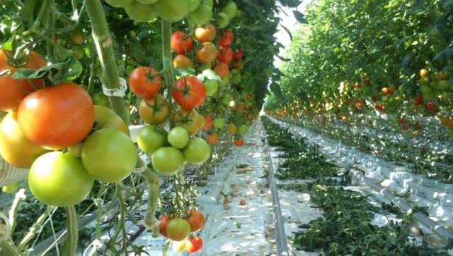 «Помидоры, рабство и волшебник Захарченко». Как жители Донецка ищут работу в теплицах