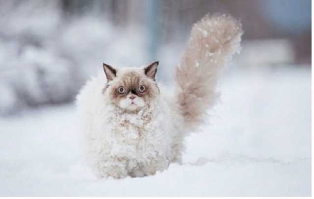 Синоптик: Лютий морозяка розпочинає в Україні понеділкову добу