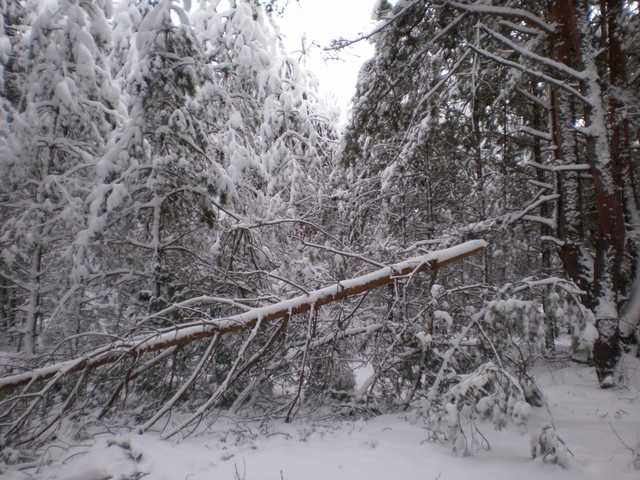 Во Львовской области упавшее дерево убило лесника