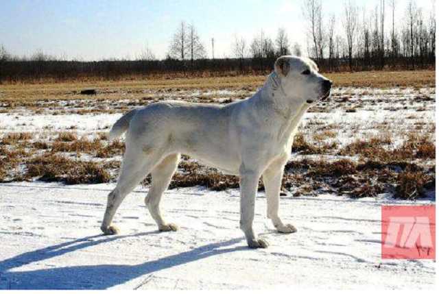 В Одесской области три алабая порвали пожилую женщину