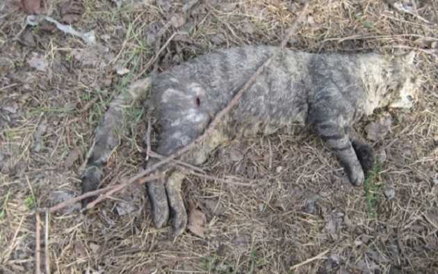 В Запорожье орудует жестокий живодер