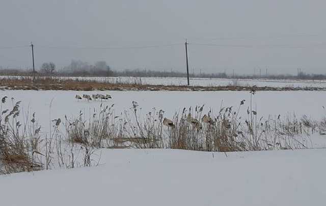 В Украину вернулись аисты и замерзли