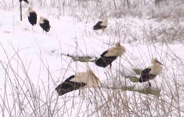 Весна не пришла, но аисты вернулись: как украинцы спасают птиц от голода