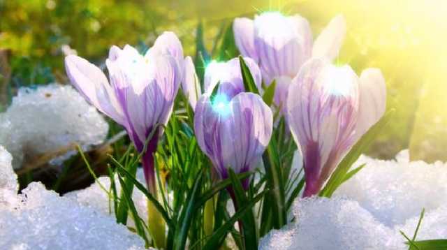 Ворвалась весна: синоптики уточнили прогноз погоды в Украине