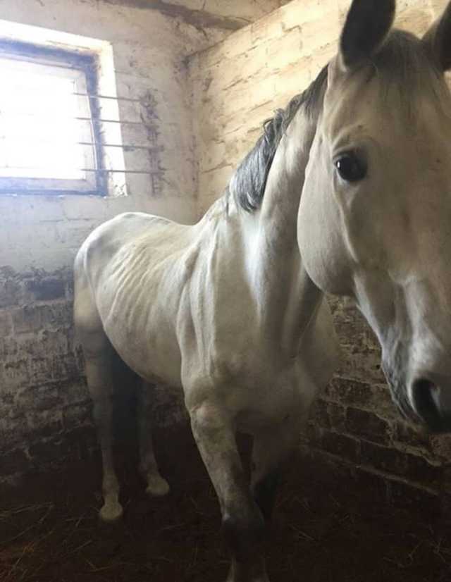В Киеве на конюшне нашли заморенных голодом лошадей