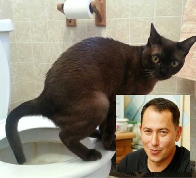 Чоловік судді з Черкащини спровокував кризу на ринку наповнювачів для котячих туалетів