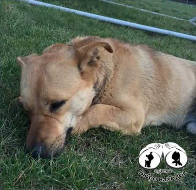 Охранник рынка умер, спасая отравленную догхантерами собаку