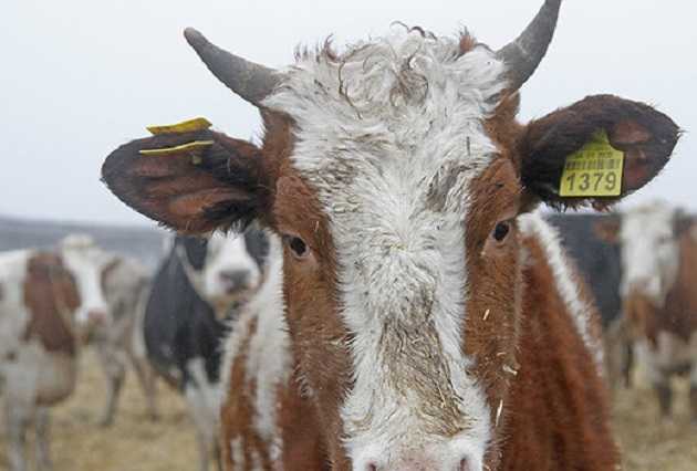 Молоко у крестьян принимают еще дешевле, нежели до "спасения села" Гройсманом