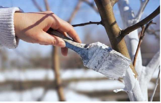 В Івано-Франківську штрафуватимуть за побілку бордюрів і дерев