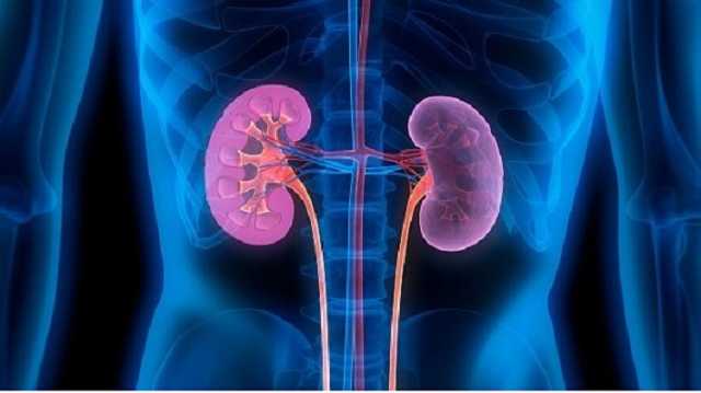 Продам почку: сколько можно заработать на органах