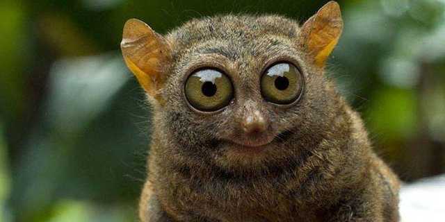 В Киеве появится реестр домашних животных: подробности