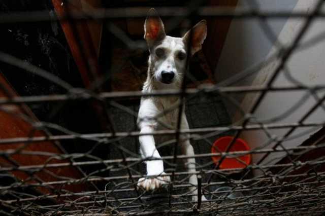 Режет изнутри: в Киеве догхантеры придумали изощрённый способ убийства животных