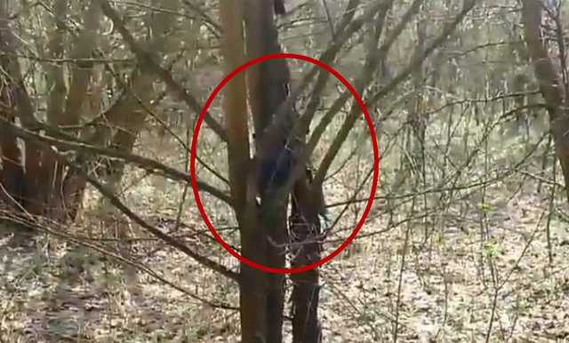 Боец АТО показал видео одной из ловушек боевиков на Донбассе