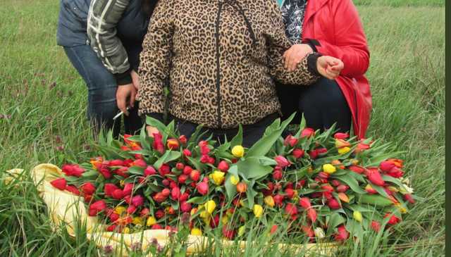 «Мародеры, орда»: в Крыму туристы массово уничтожают редкий вид тюльпанов
