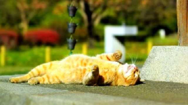 Летняя жара и грозы: синоптики уточнили прогноз погоды в Украине